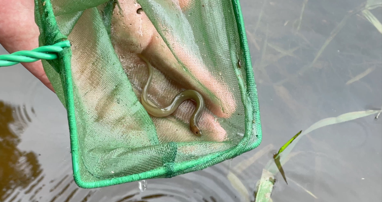 One of the eels that were found during survey work on the River Annan