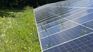 Newbridge solar scheme showing some of the wild flowers starting to bloom