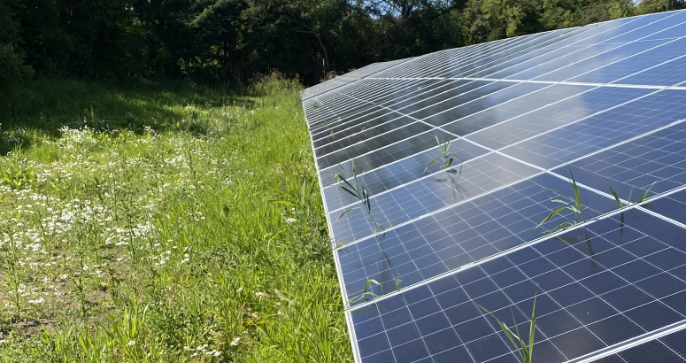 Newbridge solar scheme showing some of the wild flowers starting to bloom