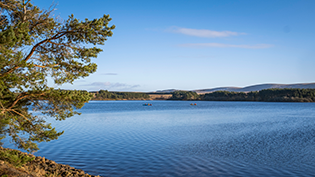 shore side view of Gladhouse Reservoir with tree on left hand side
